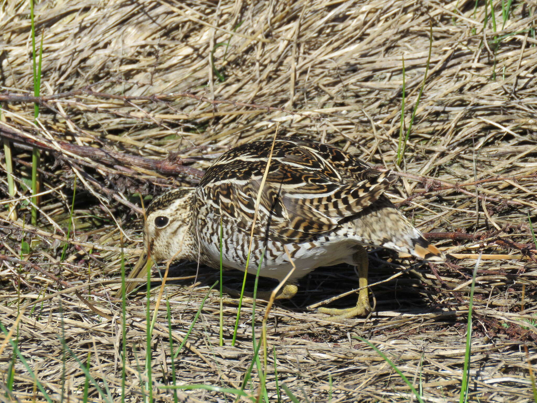 Image de Gallinago magellanica