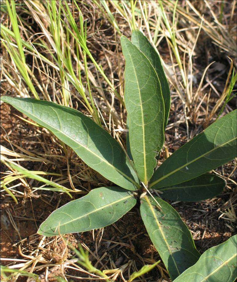 Image of Dichapetalum cymosum (Hook.) Engl.