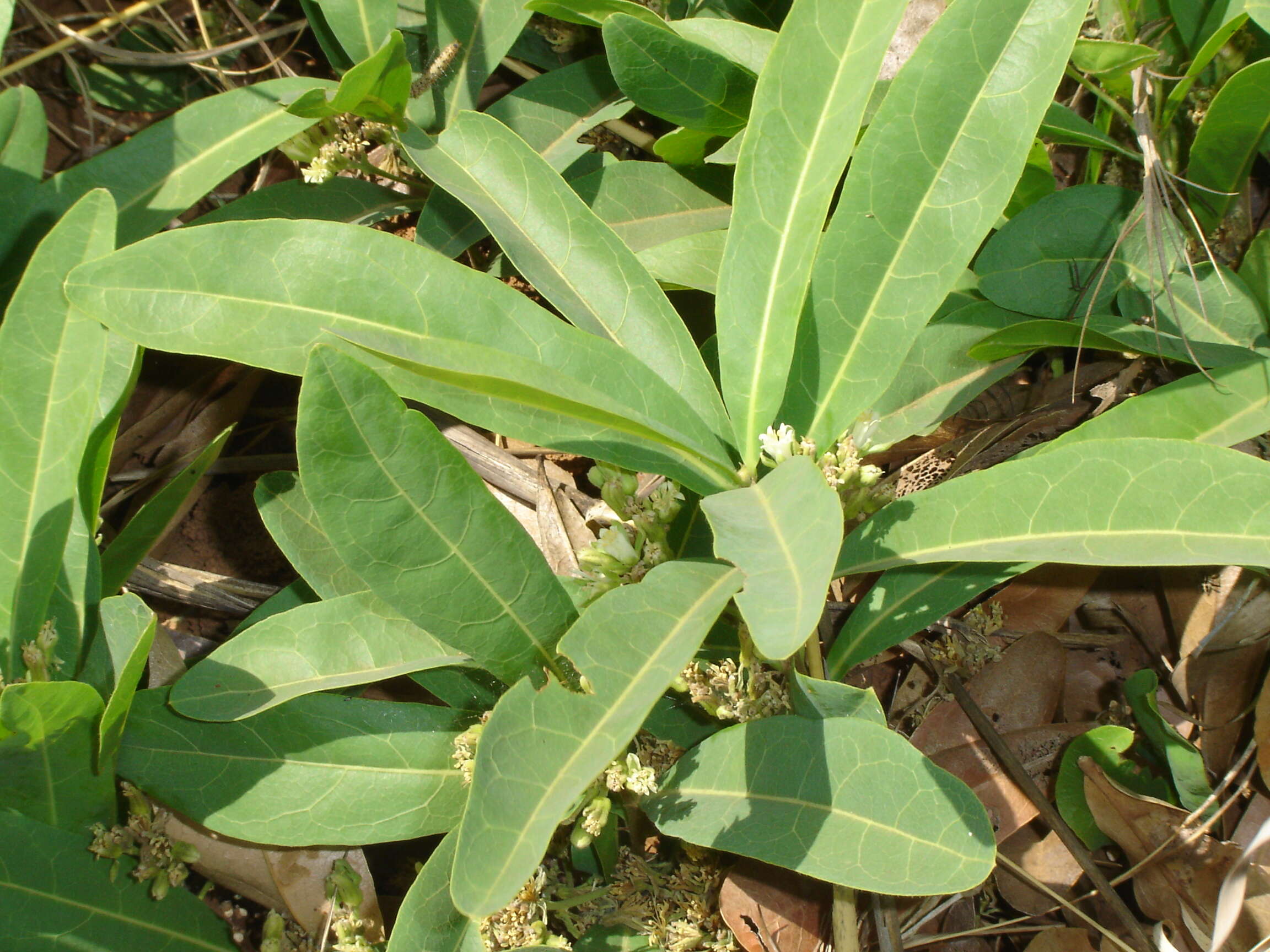 Imagem de Dichapetalum cymosum (Hook.) Engl.