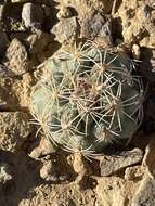 Image of Mesa Verde Cactus
