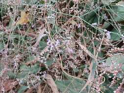 Plancia ëd Limonium narbonense Miller