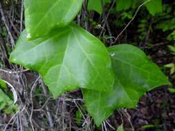 Image of Passiflora xiikzodz J. M. Mac Dougal