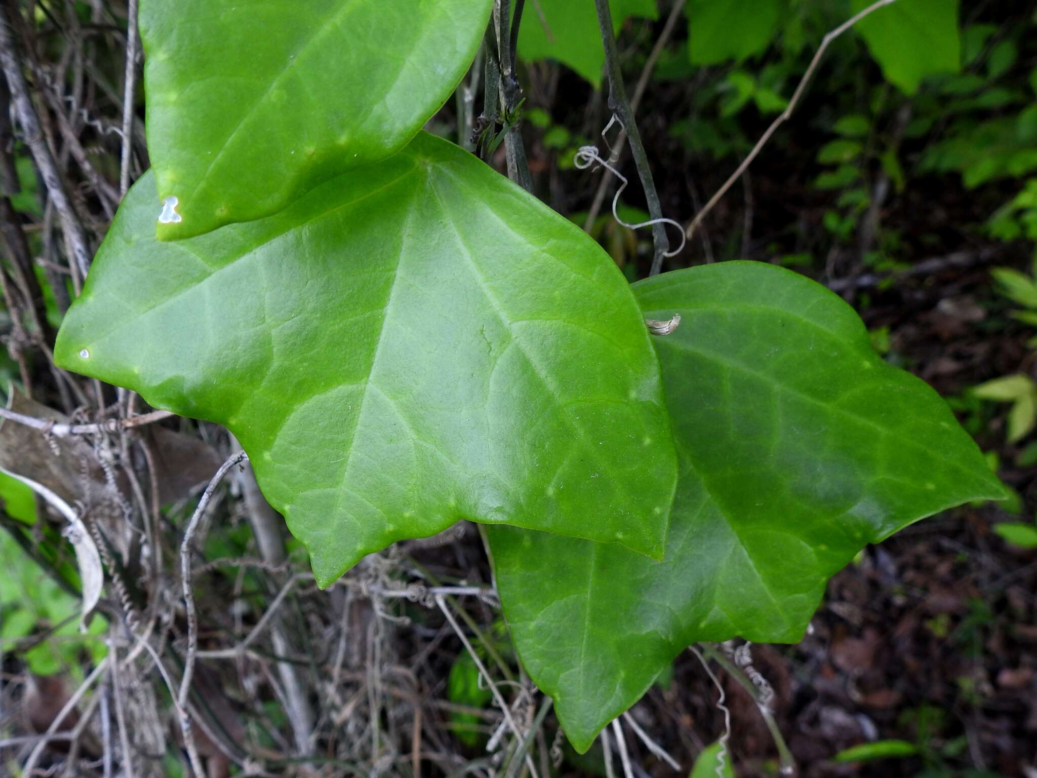 Image of Passiflora xiikzodz J. M. Mac Dougal