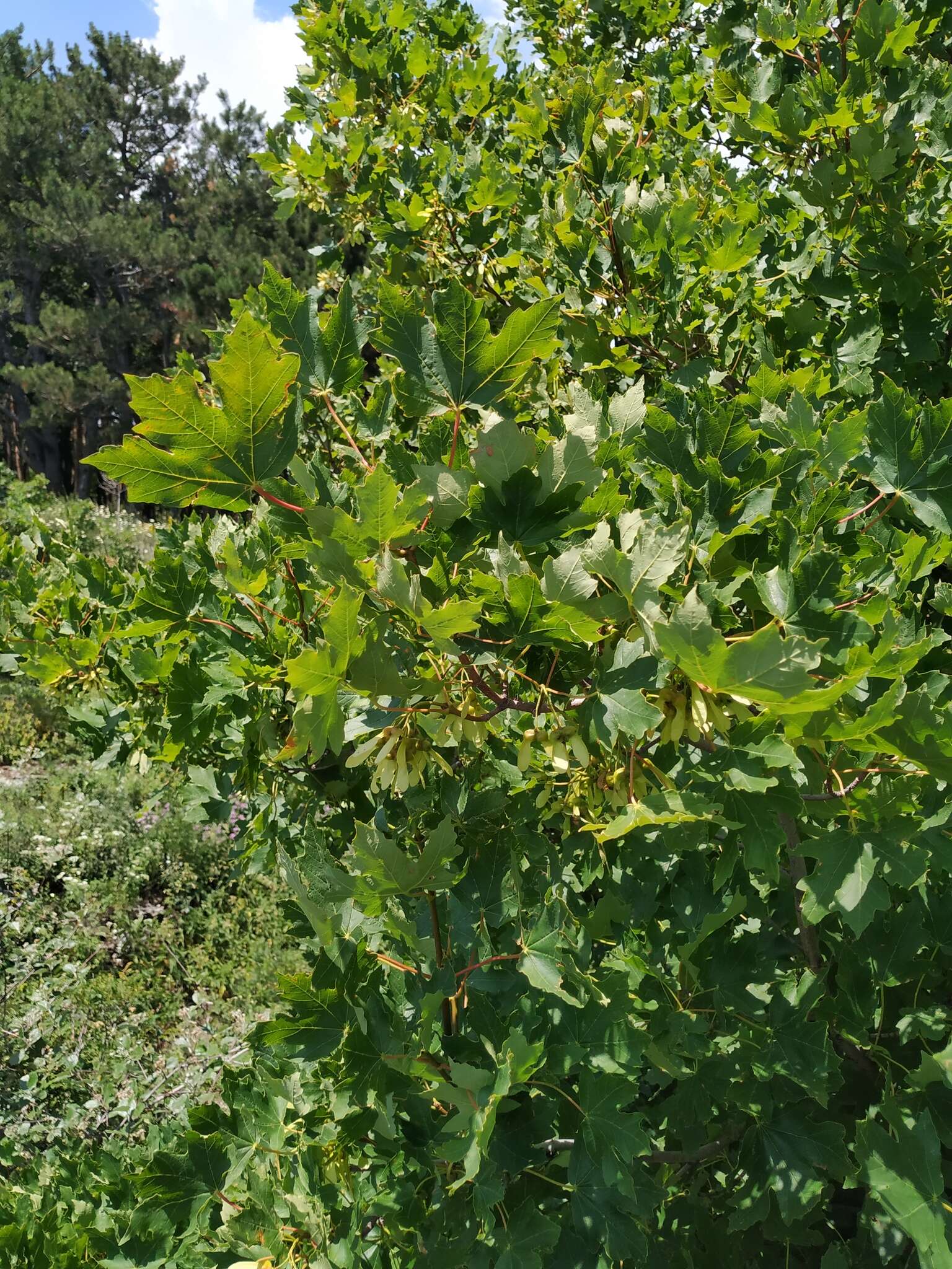 Acer hyrcanum subsp. stevenii (Pojark.) E. Murray的圖片