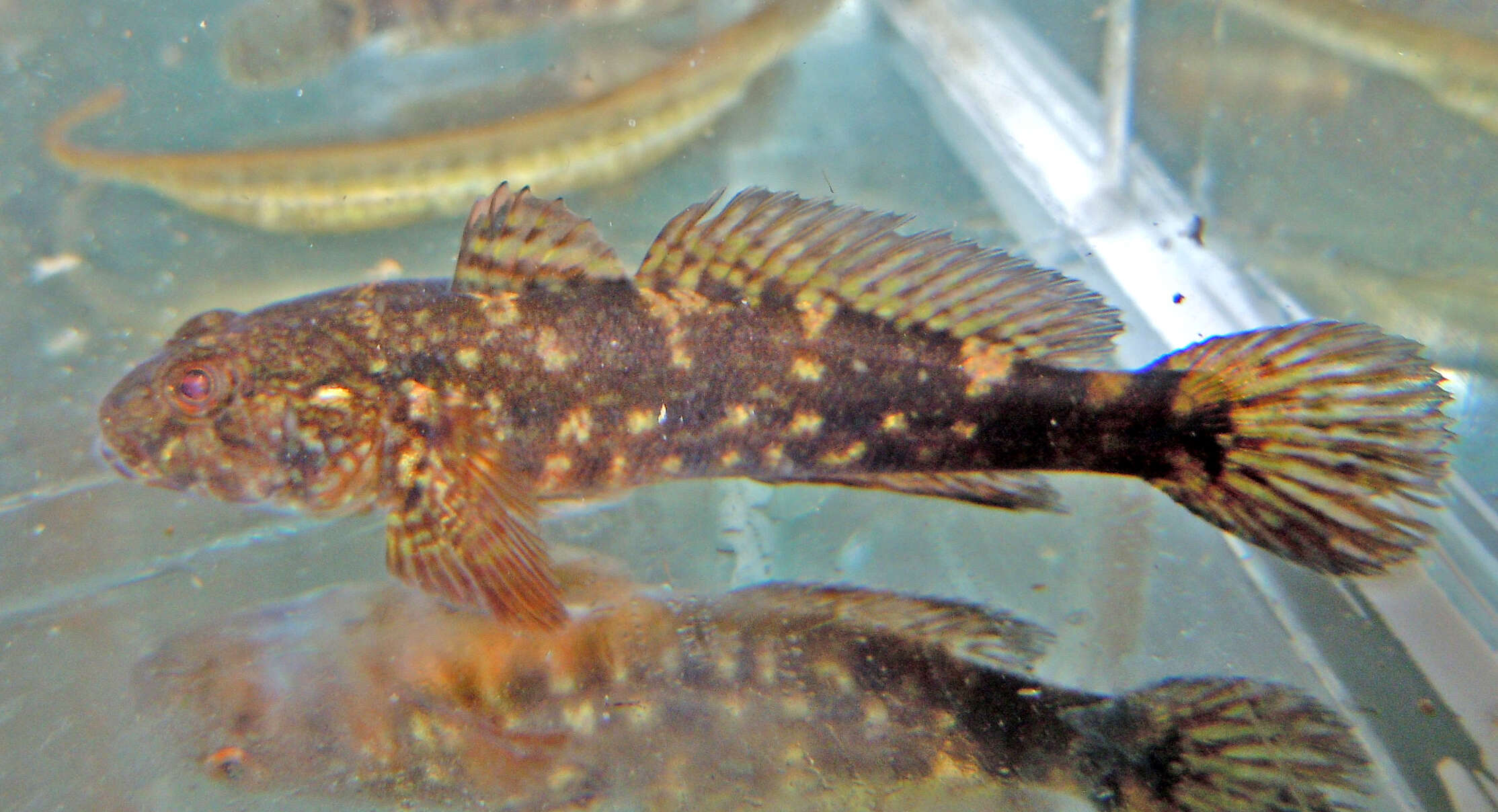 Image of Pinchuk's Goby