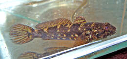 Image of Pinchuk's Goby