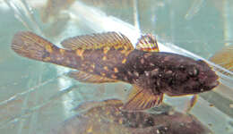 Image of Pinchuk's Goby