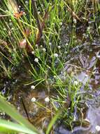 Image of Gulf Pipewort