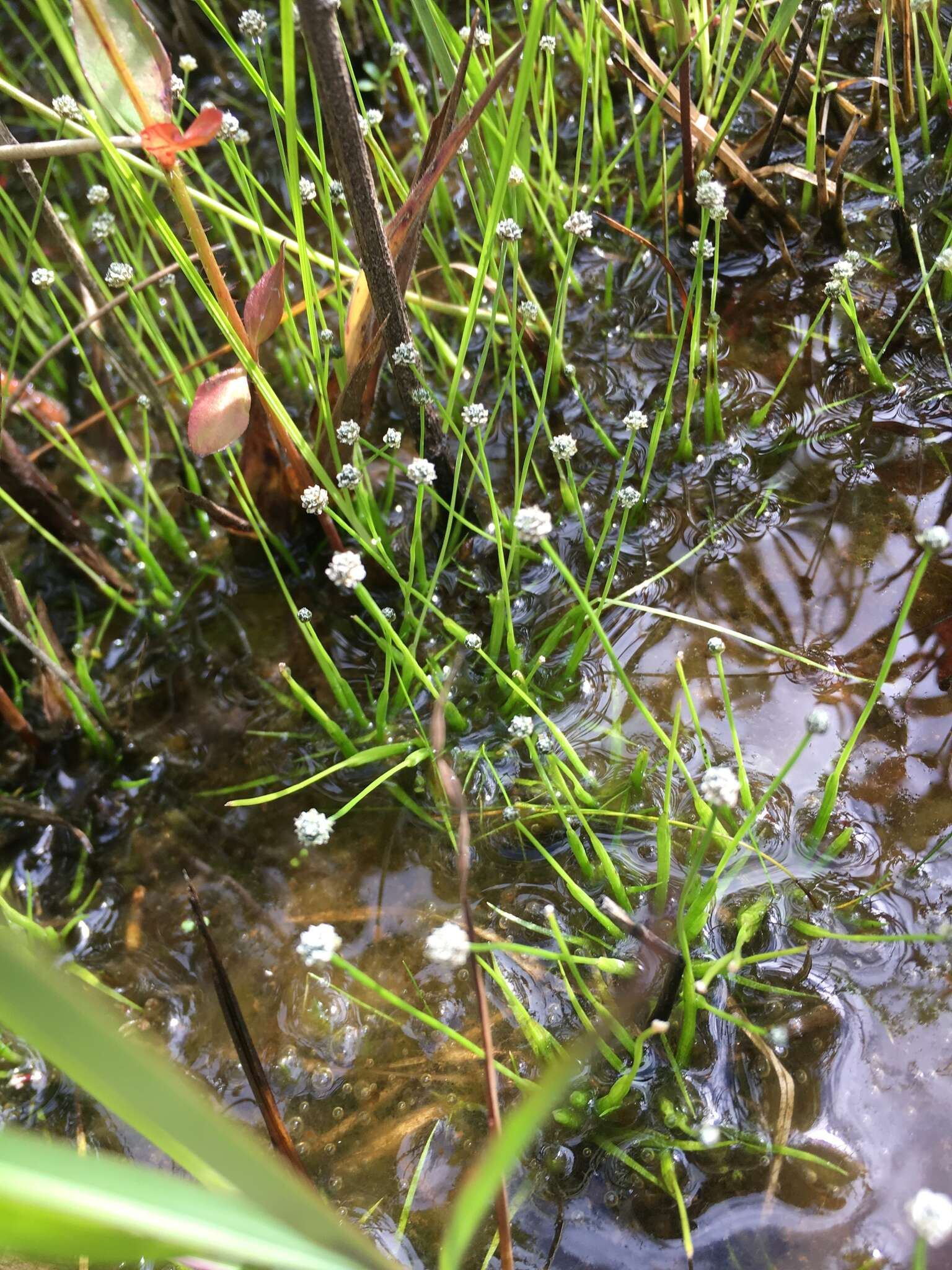 Image of Gulf Pipewort