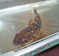 Image of Pinchuk's Goby