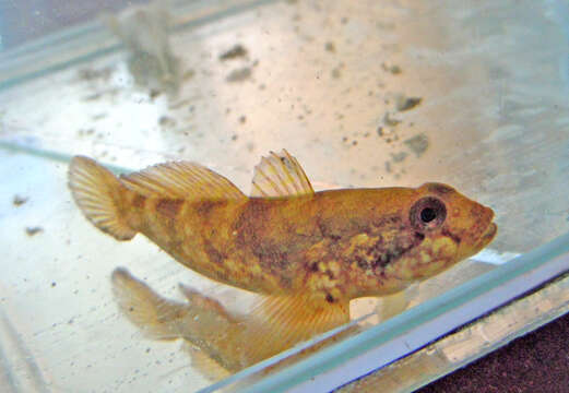 Image of Ratan goby