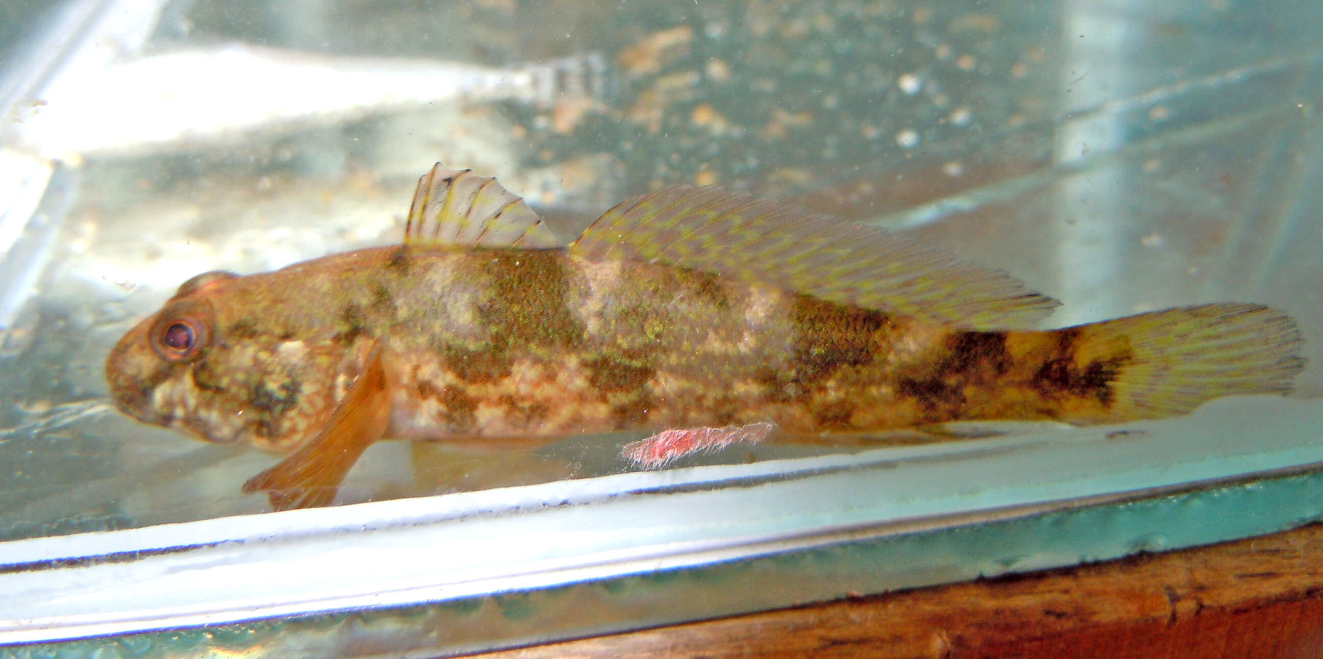 Image of Ratan goby