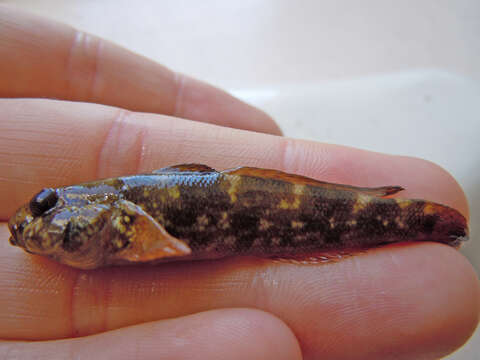 Image of Ratan goby