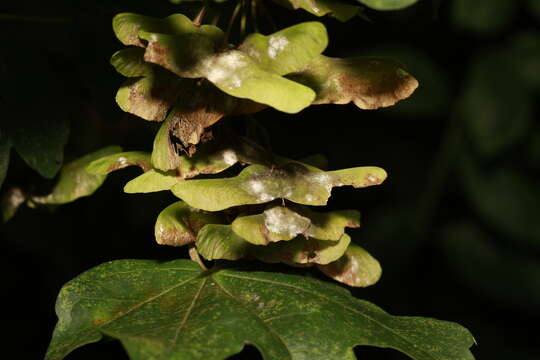 Слика од Sawadaea bicornis (Wallr.) Homma 1937