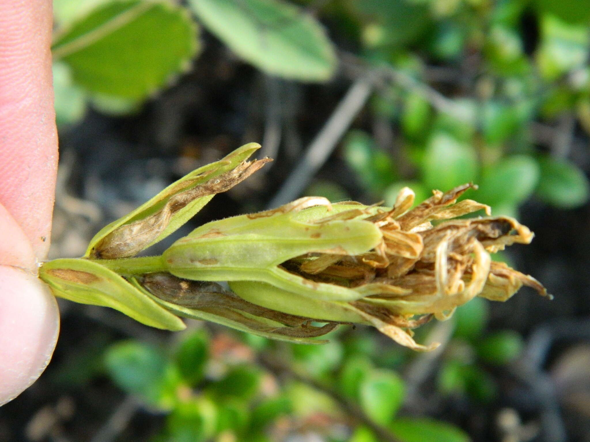 Image of stiff yellow Indian paintbrush