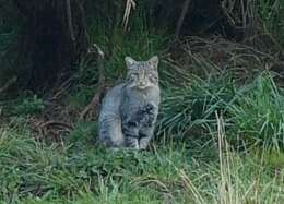 Image of European Wildcat