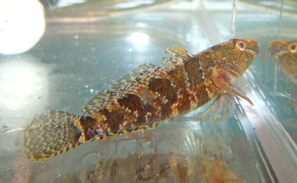 Image of Marine tubenose goby