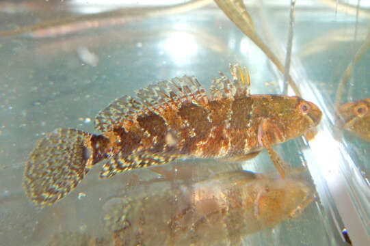 Image of Marine tubenose goby