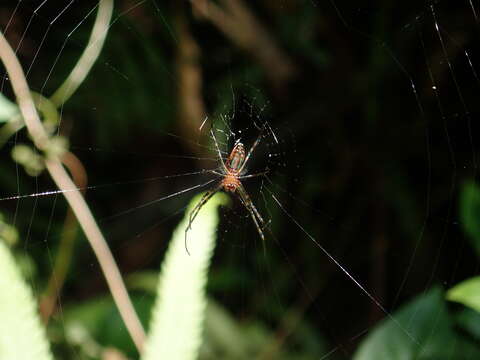 Image of Leucauge tessellata (Thorell 1887)