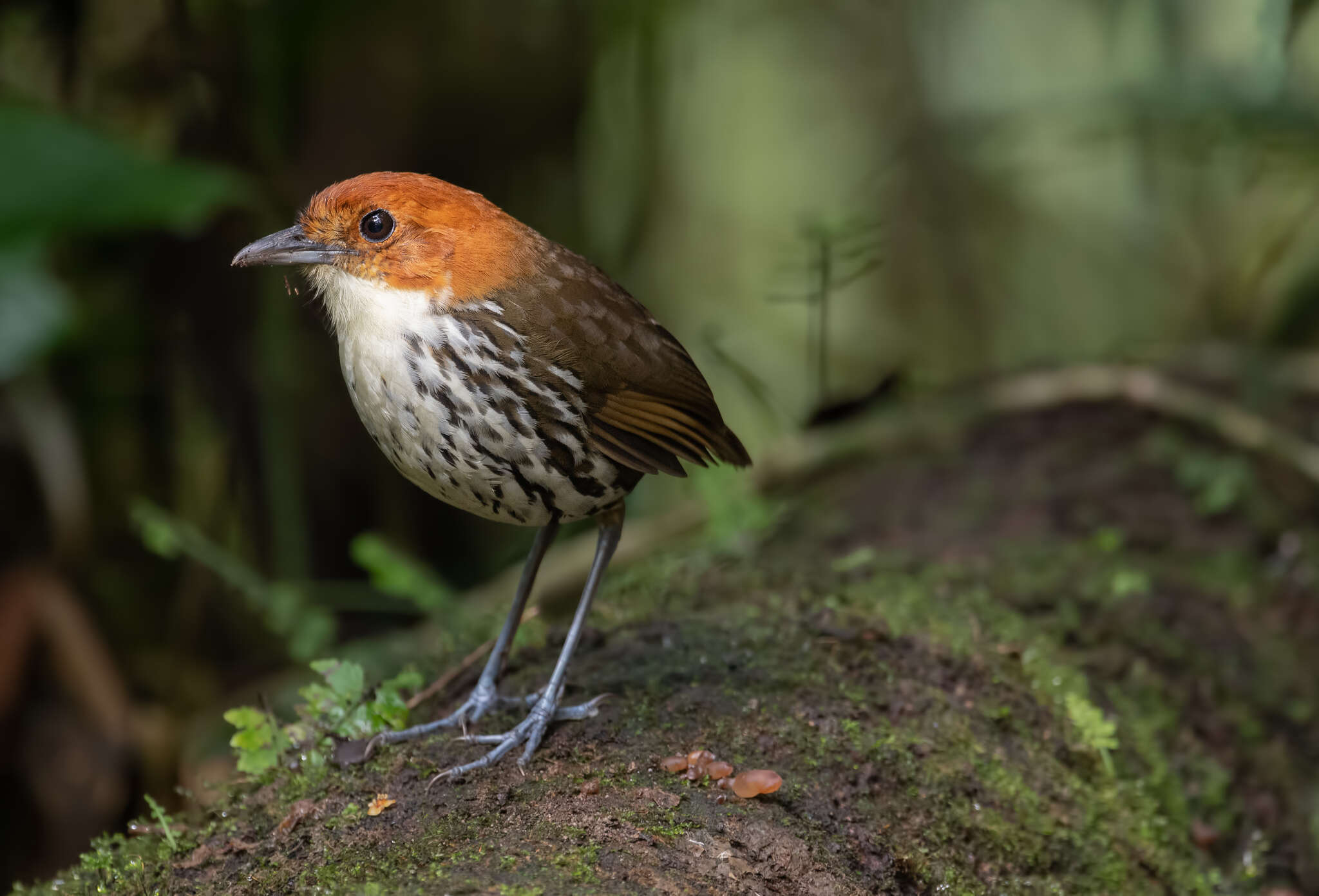 Image of Chestnut-crowned Antpitta