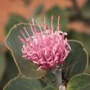 Image of Hakea cucullata R. Br.