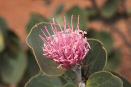 Image of Hakea cucullata R. Br.