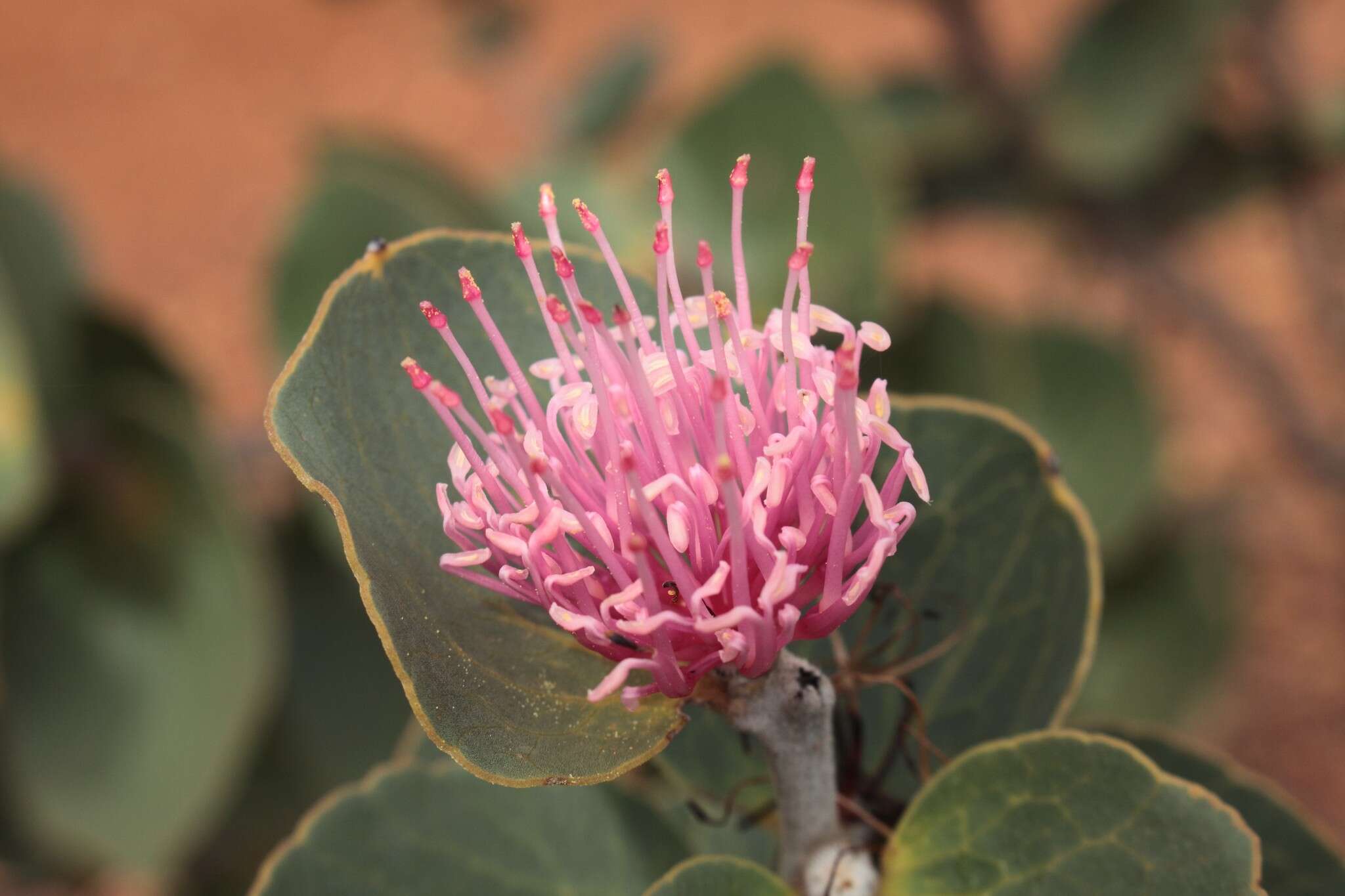 Image of Hakea cucullata R. Br.