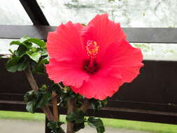 Image of Scarlet Rose-Mallow