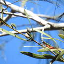 Image of Northern mistletoe