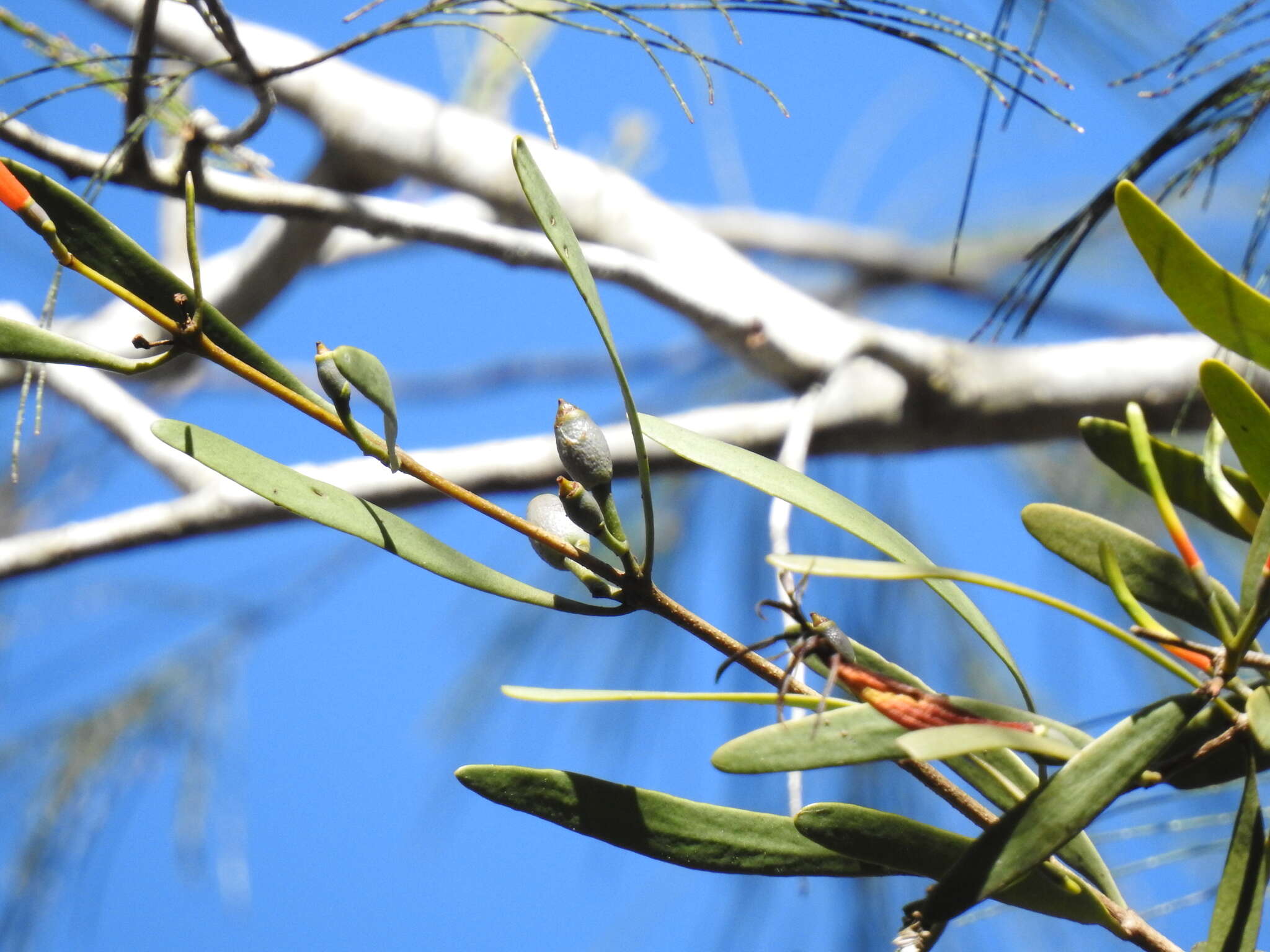 Image of Northern mistletoe