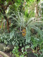 Image of Bushman's River Cycad