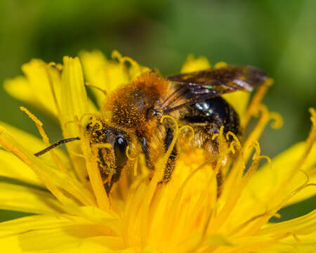 Image of Andrena dunningi Cockerell 1898