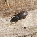 Image of Weevil