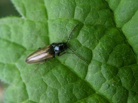 Image of <i>Oestodes tenuicollis</i>