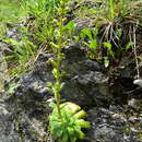 Sivun Saxifraga mutata subsp. mutata kuva