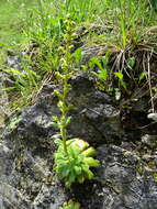 Слика од Saxifraga mutata subsp. mutata