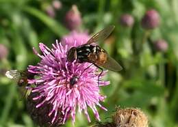 Image of House fly