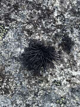 Image of brittle lichen