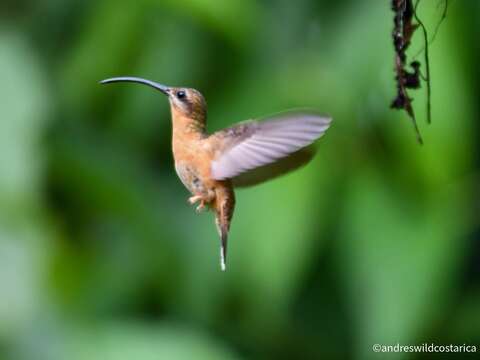 Image of Bronzy Hermit