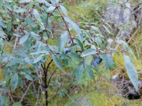 Imagem de Lonicera caerulea subsp. altaica (Pall.) Gladkova