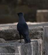 Image of House Crow