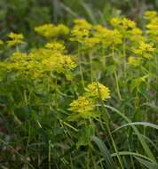 Plancia ëd Euphorbia verrucosa L.