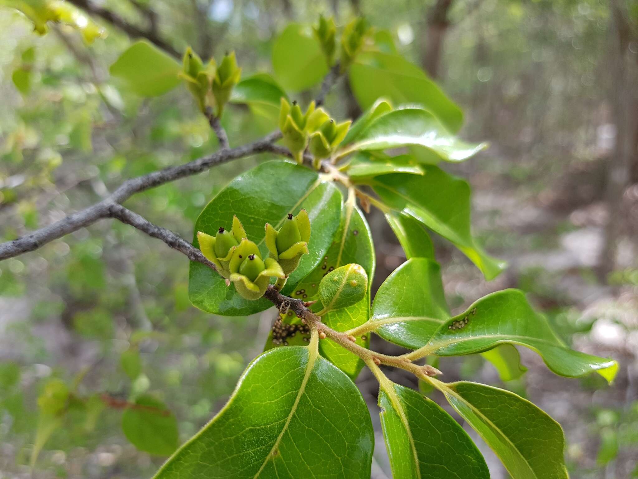 Plancia ëd Diospyros tropophylla (H. Perrier) G. E. Schatz & Lowry