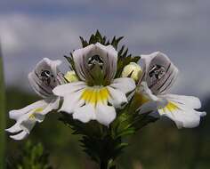 Imagem de Euphrasia officinalis subsp. officinalis