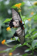 Sivun Papilio memnon Linnaeus 1758 kuva