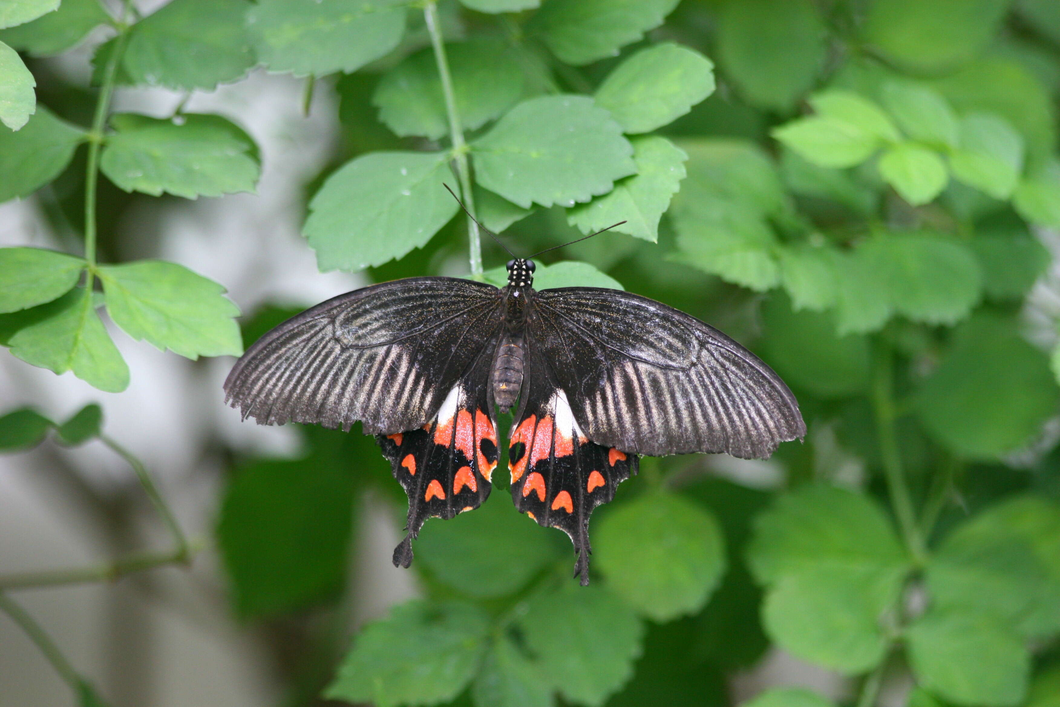 Image of Papilio polytes Linnaeus 1758