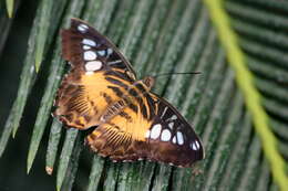 Imagem de Parthenos sylvia