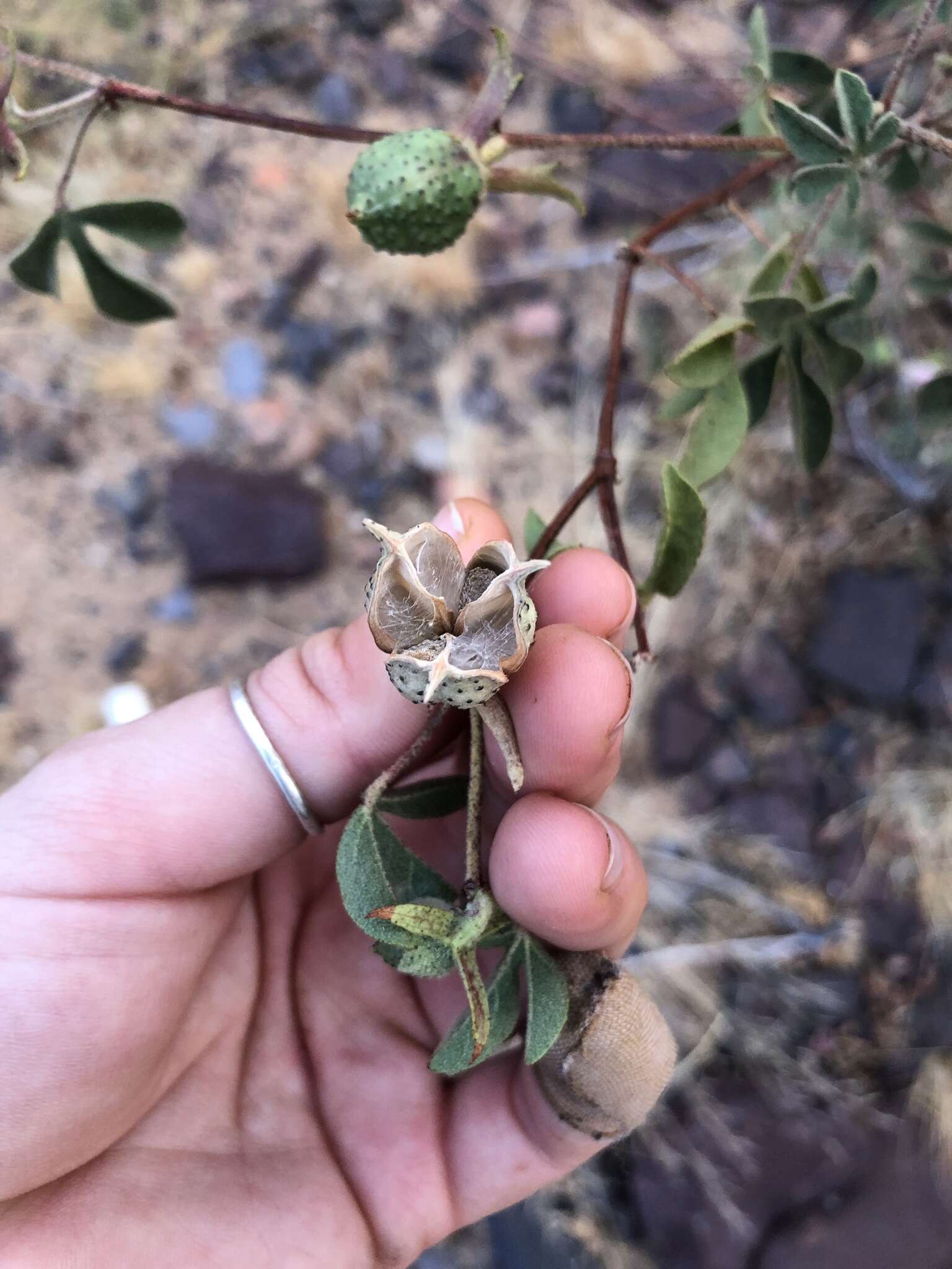 Image de Gossypium anomalum subsp. anomalum