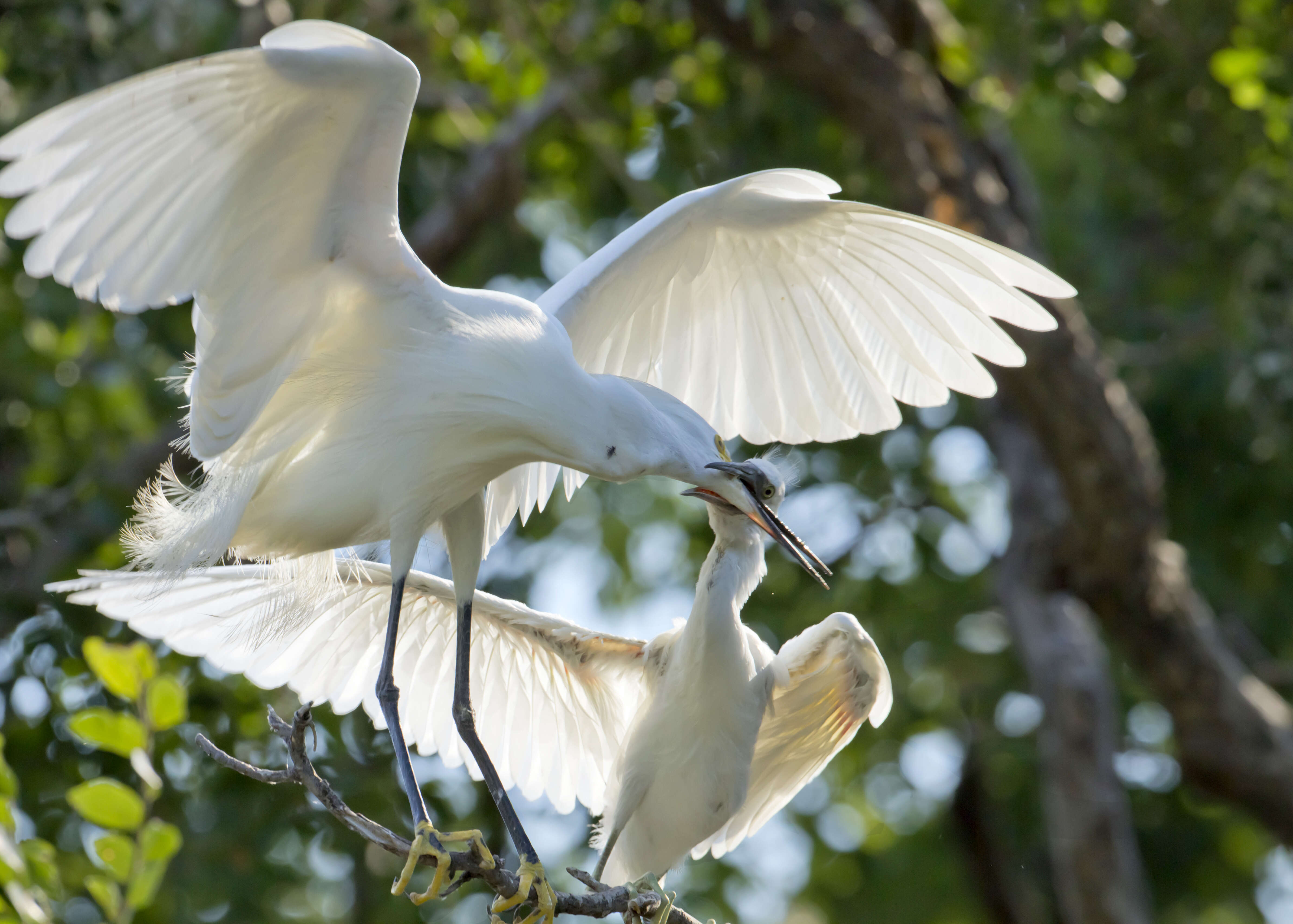 Image of Egretta Forster & T 1817