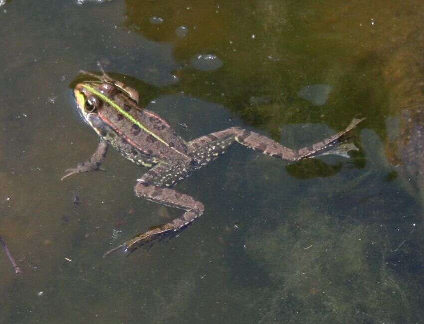 Image of Eurasian Marsh Frog